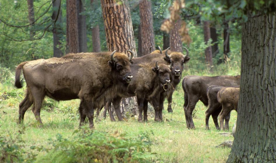 "He couldn't confuse him with a wild boar". Former village administrator, convicted of shot bison Pyrka