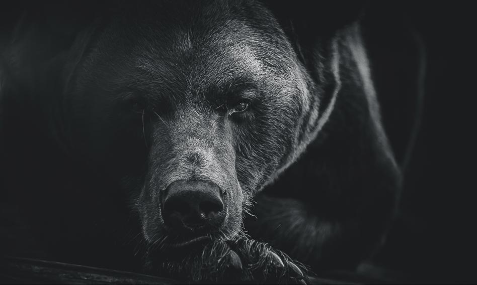 Mindless execution 350 bears in Slovakia? The government explains why you need to shoot