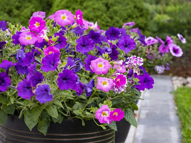 Dissolve this pharmacy for 15 UAH - and petunia will bloom abundantly. Council, proven for years