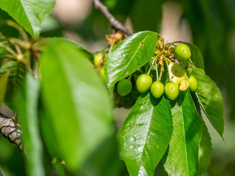 Treat the cherries after flowering with this drug to protect the crop from diseases and pests