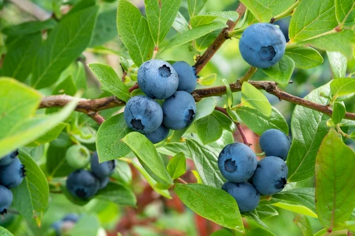 Blueberries, fruits considered 