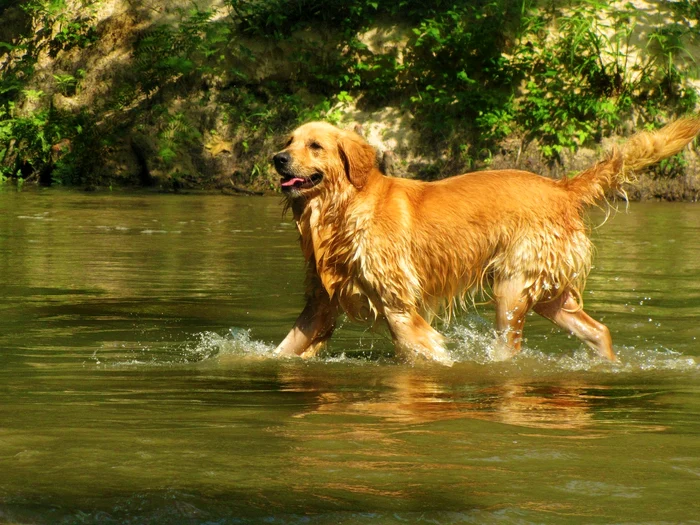 The impact that dogs have on the photo: archive