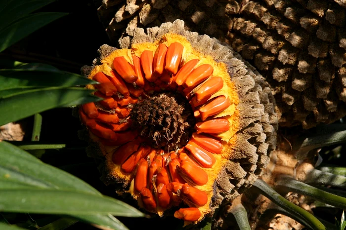 The oil is obtained from the fruit of the palm photo: Pix