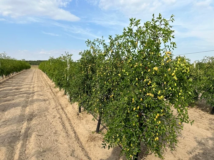 The Chinese curm were adapted to sandy soils in the south of Oltenia: FB/ST. Dăbuleni