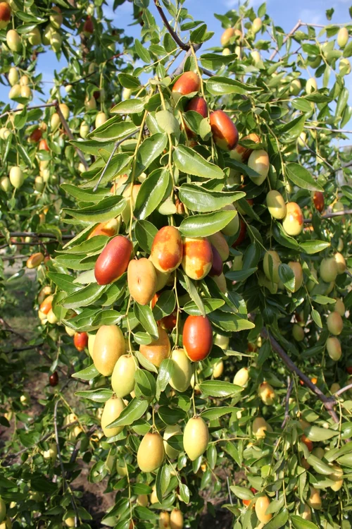 Curmals also resist drought and photo frost: FB/ST. Research Dăbuleni