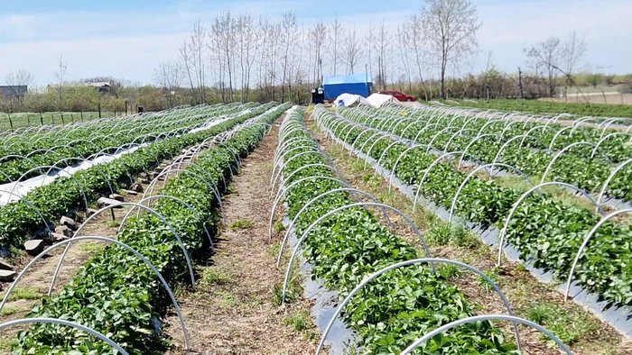 5 years ago the female planted strawberries on 6,000 sqm photo: Costel Vișan