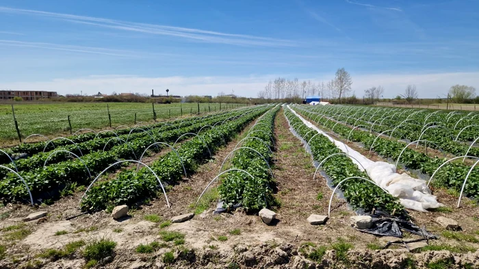 Plantation of Aradean farmer Costel Vișan was destroyed by Photo Ice: Costel Vișan