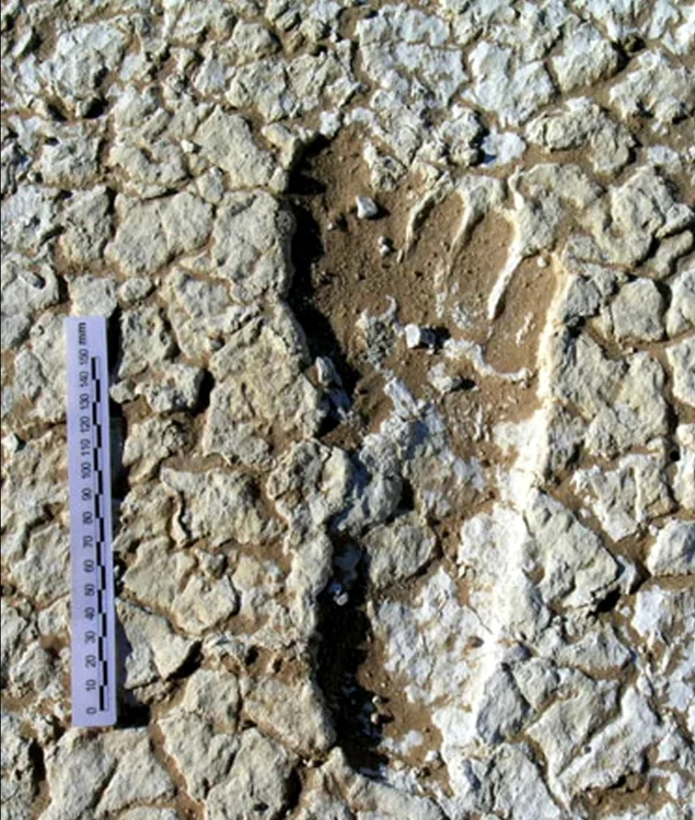 Fingerprint from Australian PHOTO NBC marshes
