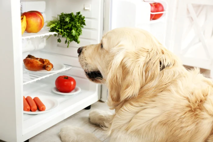 A dog looks at the foods on the shelves of an open refrigerator