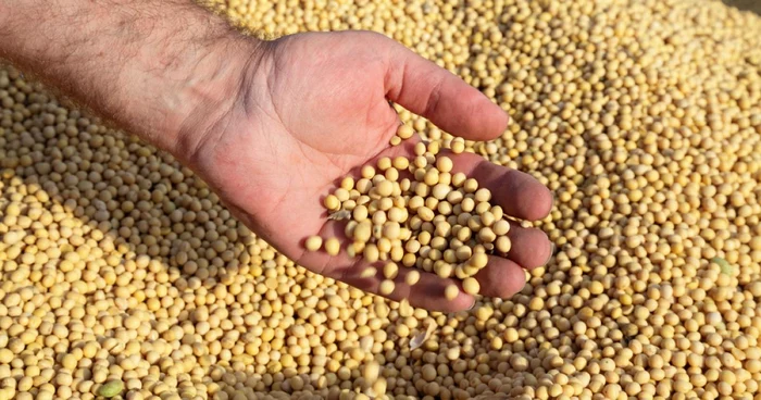 SOYBEAN