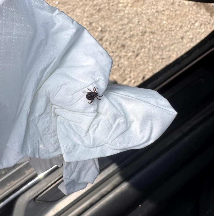 The huge tick that disgusted the Internet users. Photo: Reddit