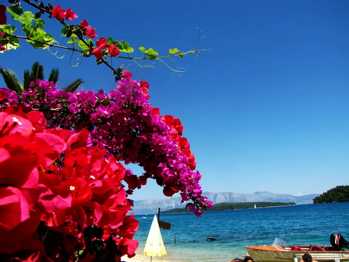 Image with Bougainvillea having on the background the sea being a popular Meditary Plant Archive