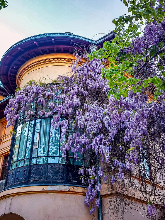 Image with glycine that adorns the facade of a house photo archive truth