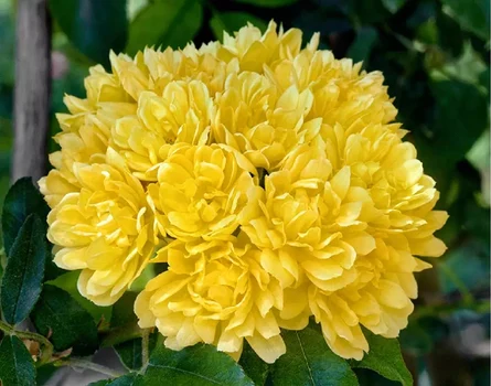 The Banksiae rose-one of the most spectacular varieties of climbing roses in the world Monaco Nature Encyclopedia com