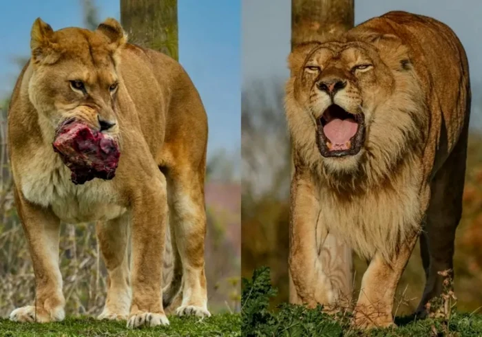 Carla and Crystal have never been separated. Photo: Yorkshire Wildlife Park