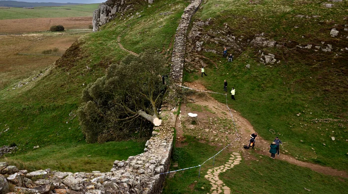 The Sycamore Gap tree was cut by two photo men: X 