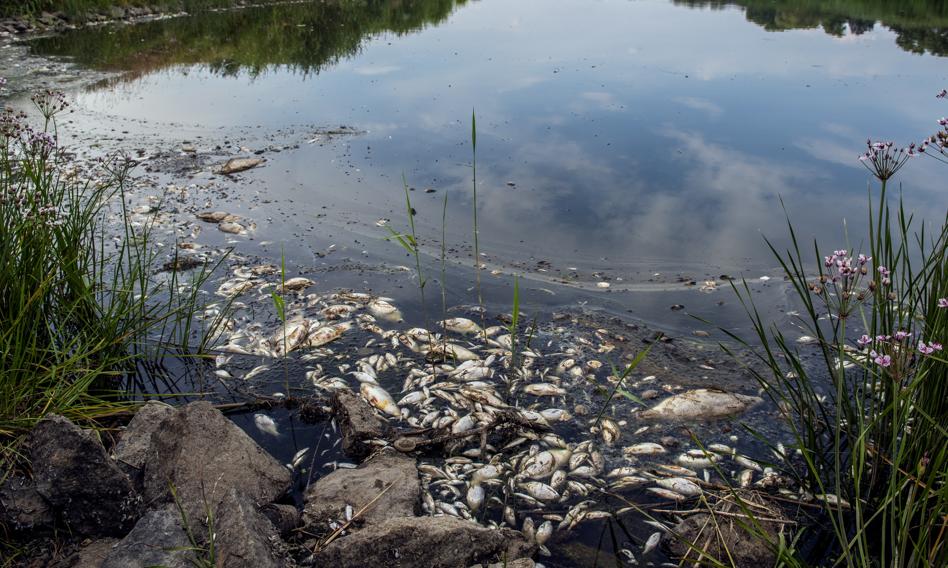 Dreamy fish in the Oder. The cause was discovered