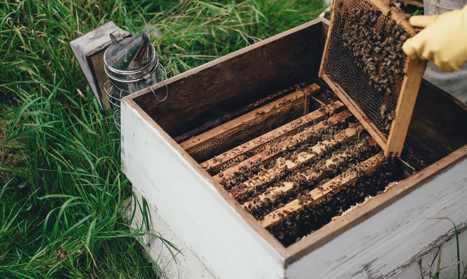 The flood killed bees. Owners of apiaries can apply for compensation