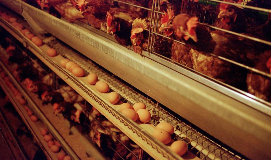 Poultry breeders: There will be eggs in Poland