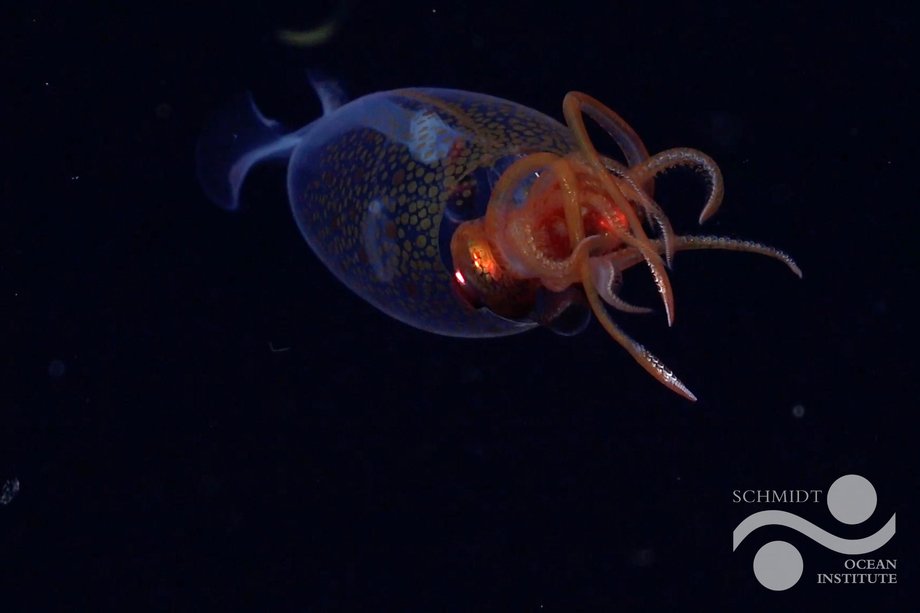 Giant squid