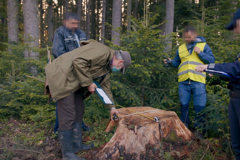 The documentary about the wood mafia for which a journalist risked his life will run in Bucharest