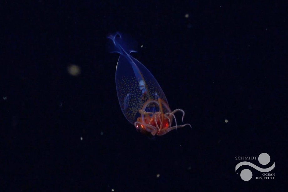 A small squid giant