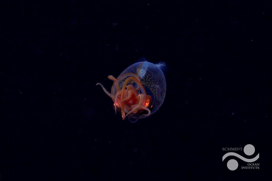 Giant squid