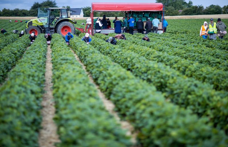 Strawberry collectors, photo: Jens Buttner / AFP / Profimedia