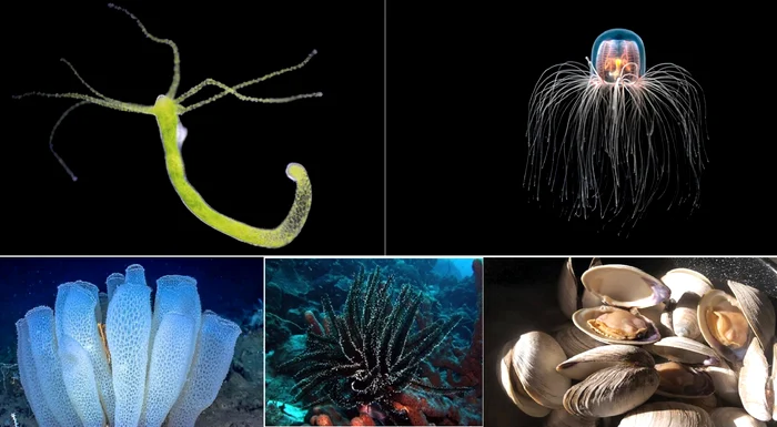 Collage with the most long -lived creatures on Earth - I live in the depths of the Science & DMS photo ocean