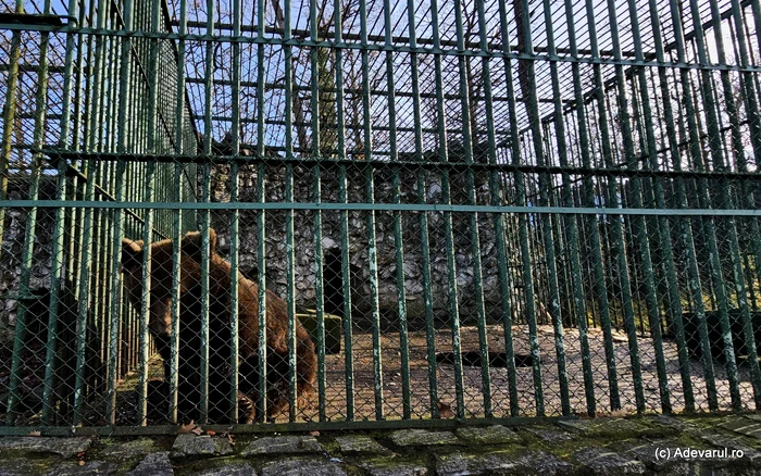 The bear's box, meanwhile, died by old age, from the Hunedoara Zoo. Photo: Daniel Guță Adevărul