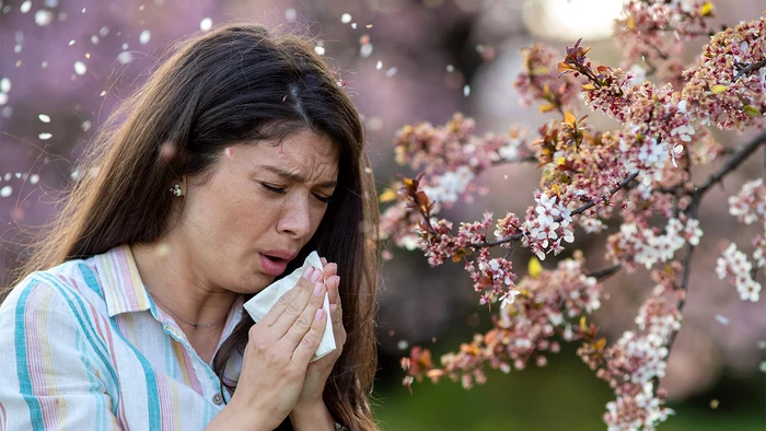 Woman who sneeze near a flowering tree because of the Pollen Photo Adevărul archive