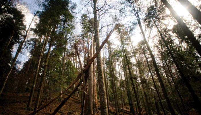 Șinca Forest. Source: