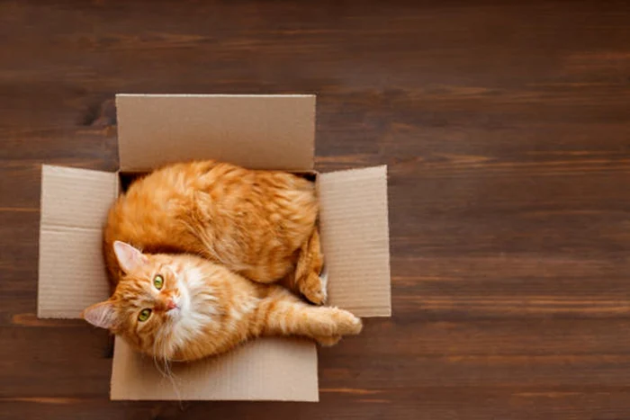Orange/photo cat: Istock