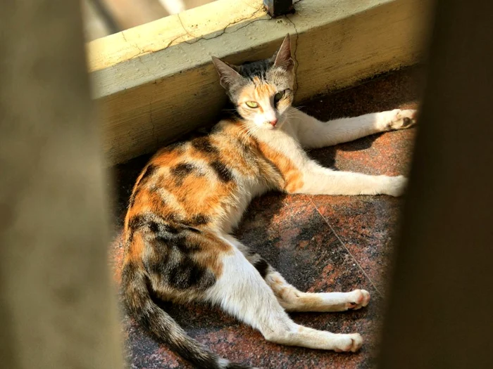 Tricolora cat, or Calico/Photo: Pexels