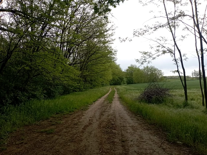 The road to the Poiana of the four oaks PHOTO COSMIN ZAMFIRACHE