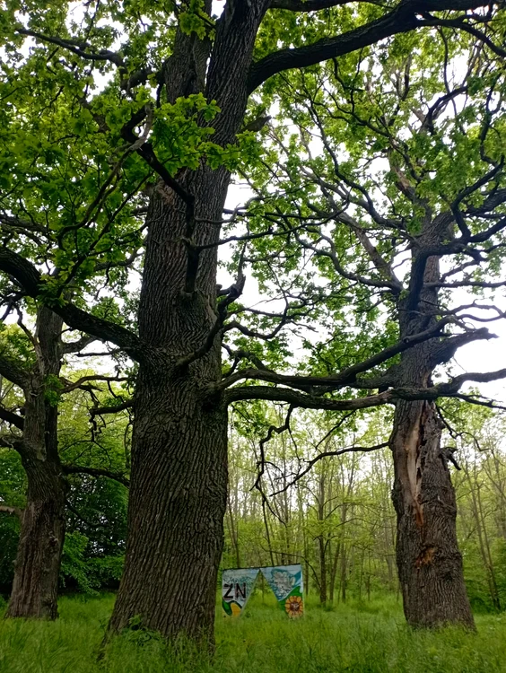 Secular Oaks PHOTO COSMIN ZAMFIRACHE