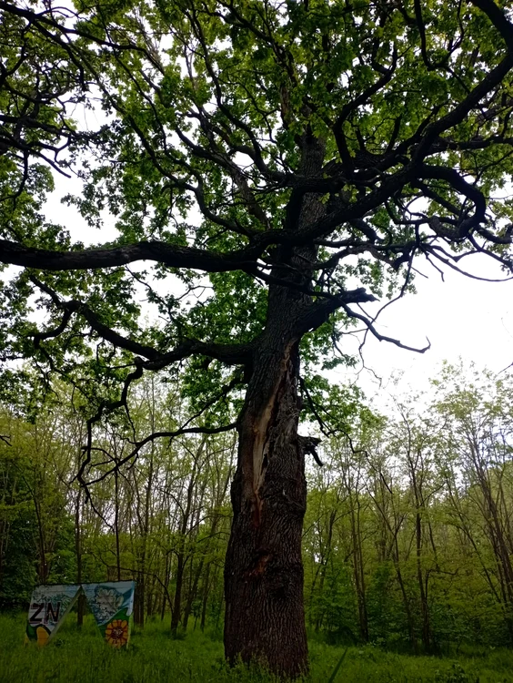 Stefan cel Mare's oaks PHOTO Cosmin Zamfirache