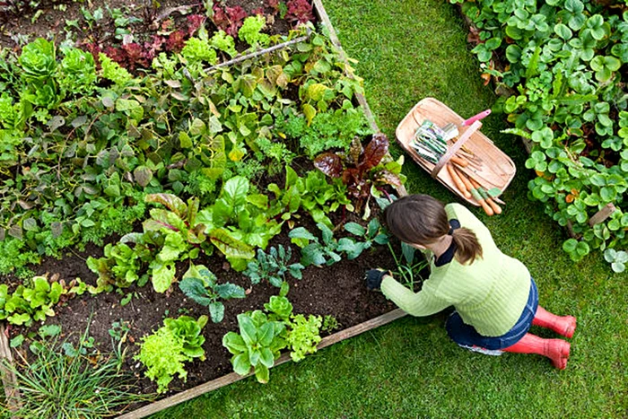A woman cares the garden