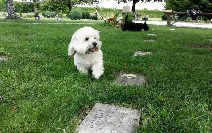 Animal cemetery. Source: Heaven of Facebook animals