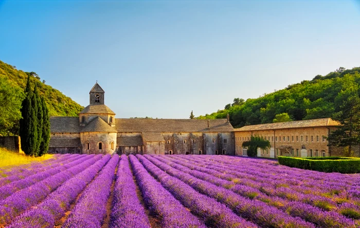 Câmp de lavandă în Provence Franța Foto Shutterstock