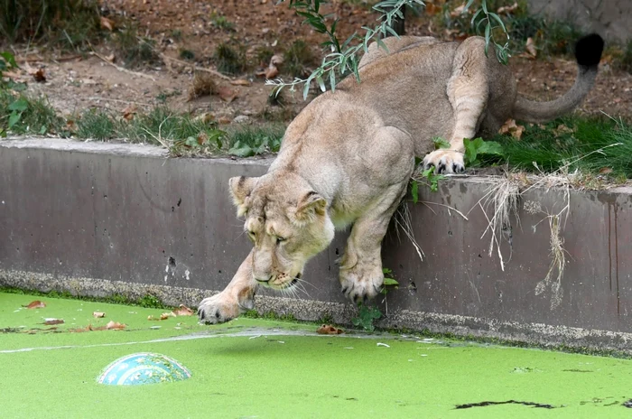 Lion's attack was deadly
