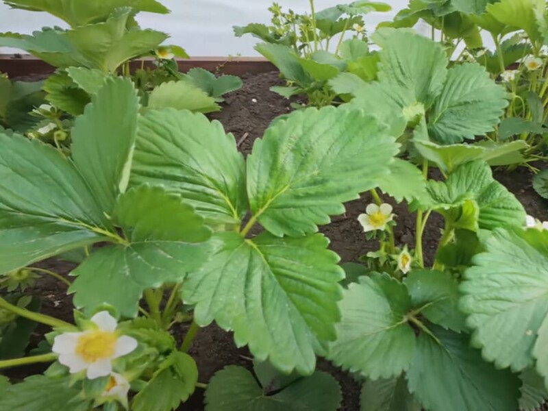 Feed in May the strawberries with this drug - and collect the generous crop of large and sweet berries