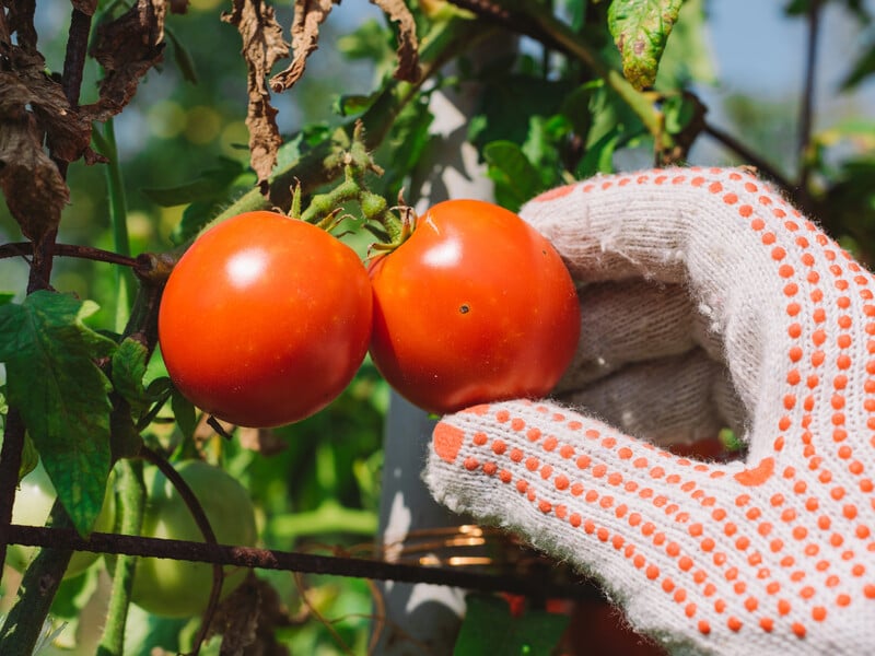 Use these tips and proportions to prepare top dressing from ash for tomatoes, cucumbers and cabbage