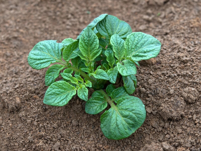 After frosts, sprinkle the garden with this - and the potatoes will not disappear. Verified way to save the crop