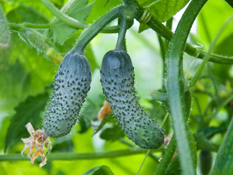 Process the leaves with this feeding without chemistry - and cucumbers will actively form new ovaries