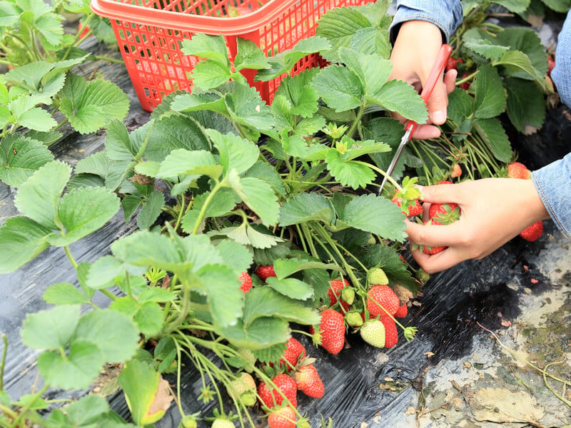 Pour this strawberries at the end of May - and it will be incredibly sweet. Chemistry feeding recipe