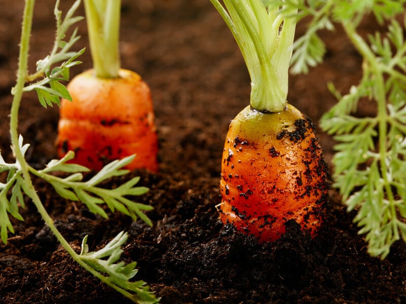10 ml of this tool will be required to get rid of the carrot flush