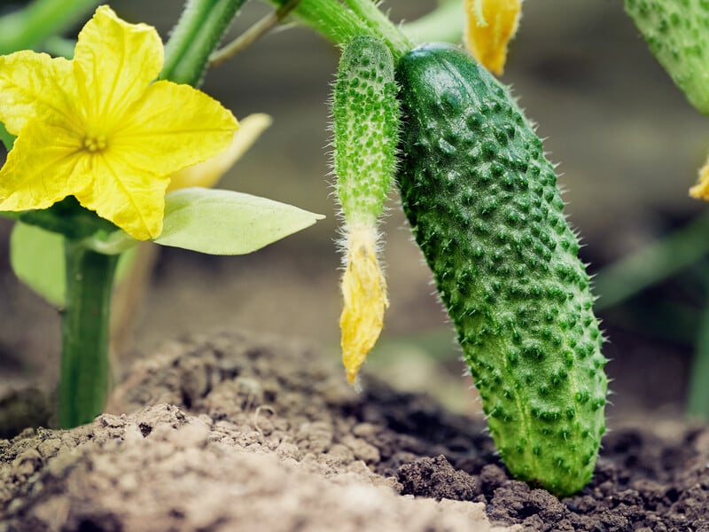 Process the leaves with this - and cucumbers will generously bear fruit all summer. Three top dressing recipe without chemistry