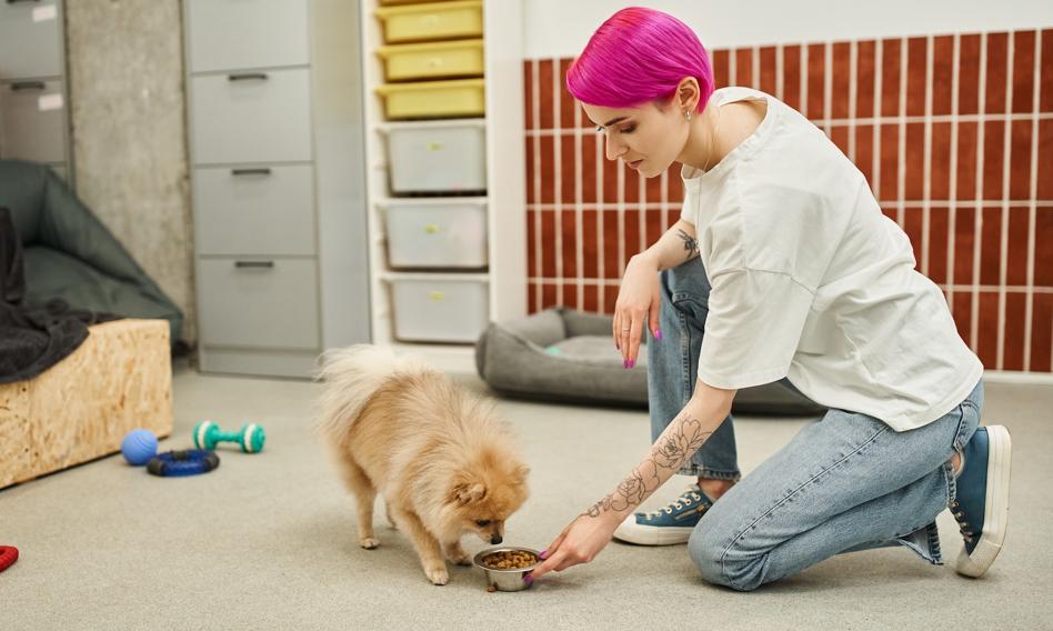 Vacation without remorse. This is how it costs to care for a dog or a cat when the owner leaves