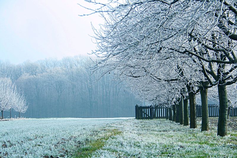 The map of the cold wave brought on Tuesday morning to Romania frost even to the plain